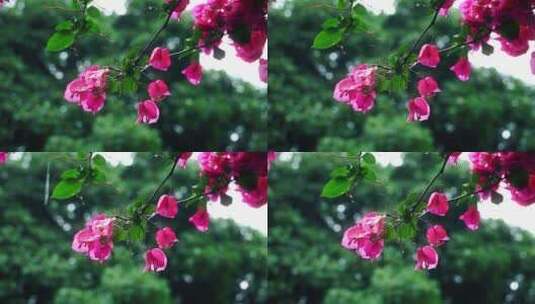 下雨天梅花雨中花朵植物三角梅高清在线视频素材下载
