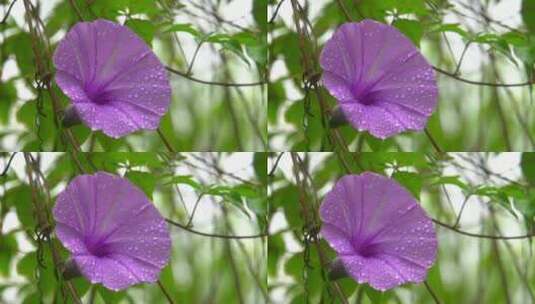 雨后台湾牵牛花上的水珠高清在线视频素材下载