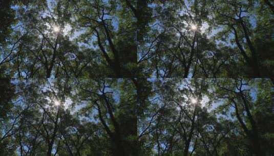 阳光森林4K实拍视频 (95)高清在线视频素材下载