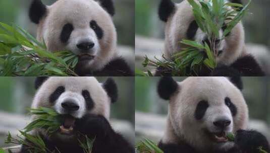 熊猫吃竹子头部高清在线视频素材下载
