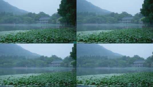 杭州西湖景区花港观鱼雨天高清在线视频素材下载