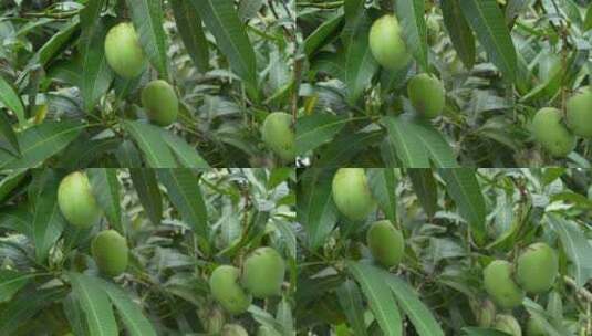 树上的芒果果实高清在线视频素材下载