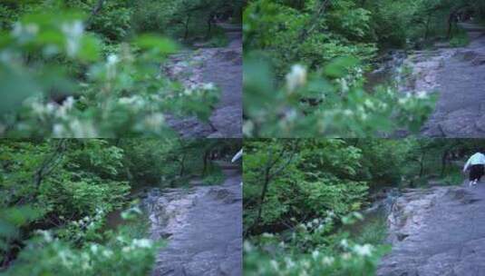 洛阳龙潭大峡谷旅游生态森林河流景点高清在线视频素材下载