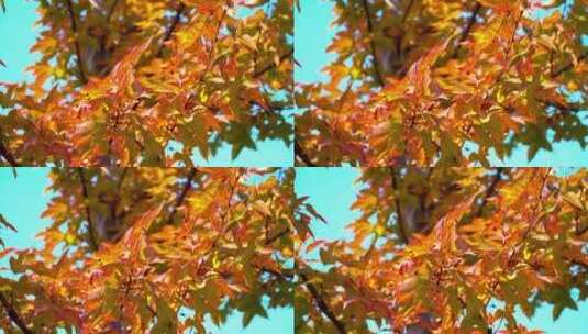 大片金黄色的树叶高清在线视频素材下载