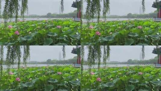 济南5A级景区大明湖，夏季荷花盛开风景怡人高清在线视频素材下载