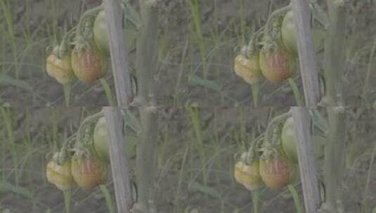 番茄病虫害LOG高清在线视频素材下载