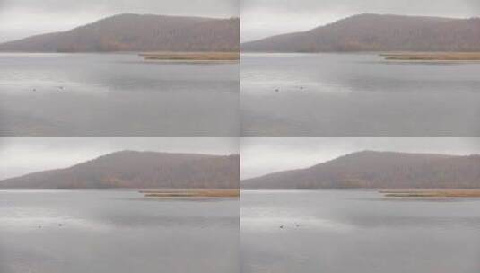 杜鹃湖两只鸭子高清在线视频素材下载
