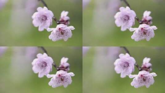 开花梅花朵意境花开花春天桃花开高清在线视频素材下载