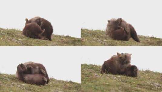 棕熊幼崽野外草地玩耍打闹慢镜头合集高清在线视频素材下载
