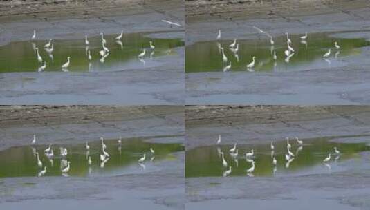 河塘中一群白鹭高清在线视频素材下载