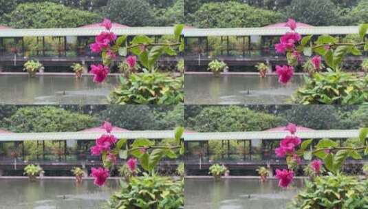夏季风雨中公园里的花朵高清在线视频素材下载