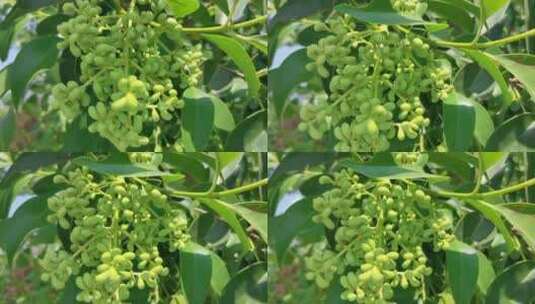 冬青树植物种子高清在线视频素材下载