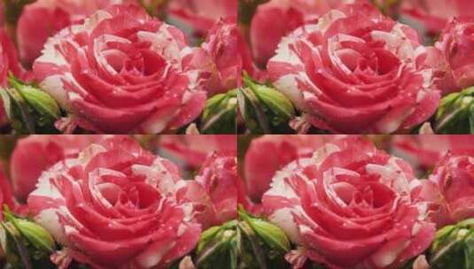 粉红玫瑰花瓣上有水滴高清在线视频素材下载