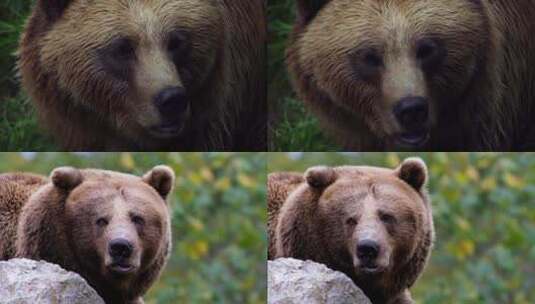 棕熊大灰熊高清在线视频素材下载
