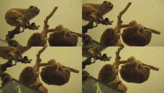 金丝猴狒狒拇指猴动物标本高清在线视频素材下载