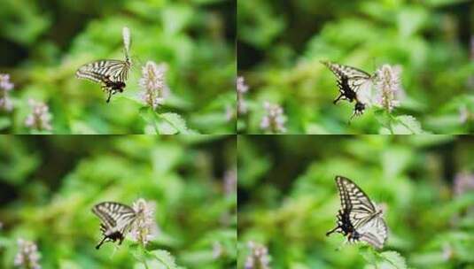 蝴蝶在花上飞舞采蜜慢镜头美丽昆虫自然界高清在线视频素材下载