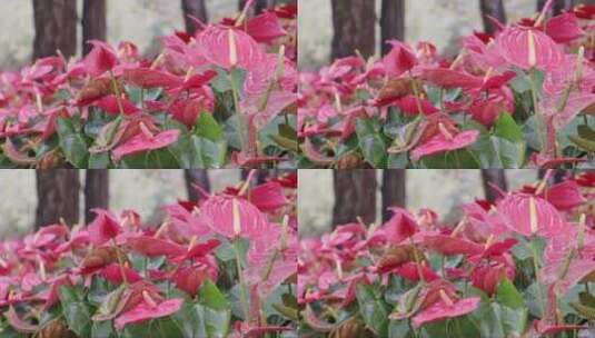 红色的红掌花园里盛开的花朵高清在线视频素材下载