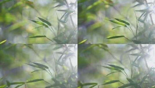 阳光下的竹林高清在线视频素材下载