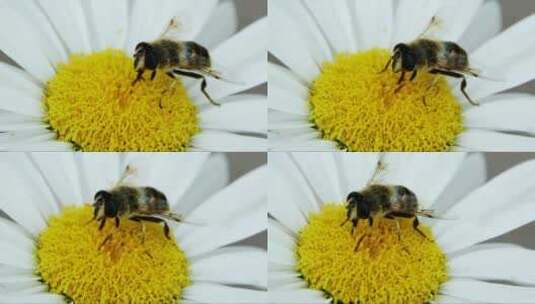 雏菊上的蜜蜂高清在线视频素材下载