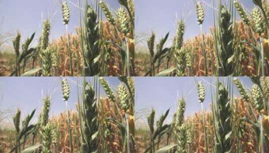 麦子麦地麦穗丰收高清在线视频素材下载