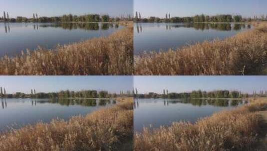 秋天湖泊芦苇高清在线视频素材下载
