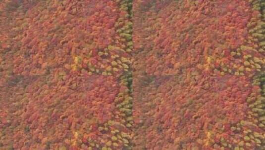 航拍秋季漫山遍野的红叶4K素材高清在线视频素材下载