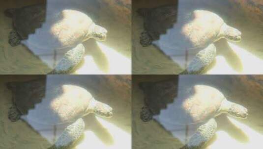 池子里的乌龟高清在线视频素材下载