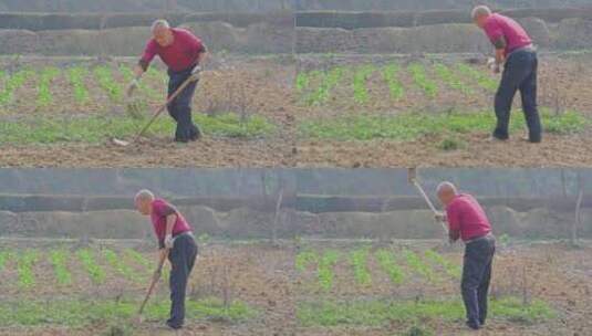 4K高清相机摄农民手工除草挖田·传统农业高清在线视频素材下载