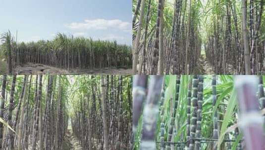 甘蔗种植甘蔗林实拍高清在线视频素材下载