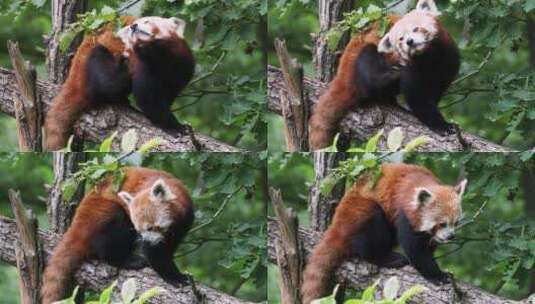 可爱的浣熊小熊猫高清在线视频素材下载