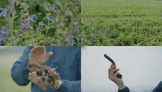 航拍中药材丹参种植基地丹参花高清在线视频素材下载