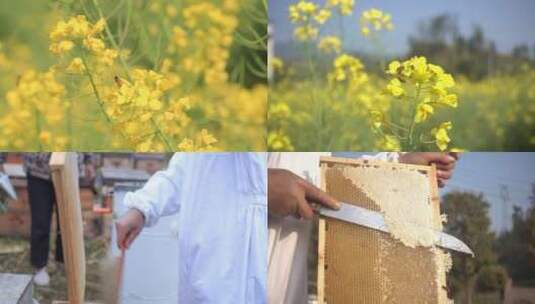 蜜蜂采蜜蜂农割蜜养蜂人摇蜜蜂蜜生产过程高清在线视频素材下载