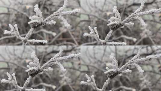 下霜的植物高清在线视频素材下载