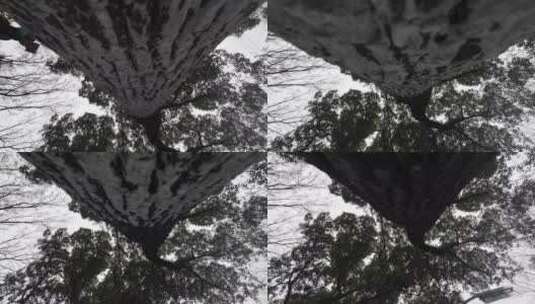 樟树仰拍高清在线视频素材下载
