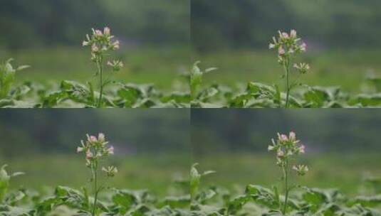 烟地里的烟草花高清在线视频素材下载