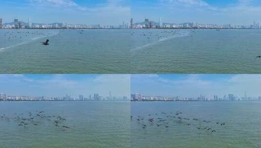 【正版4K素材】深圳湾生态航拍8高清在线视频素材下载