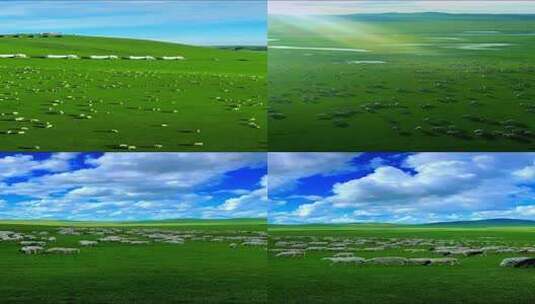 竖版-俯拍草原上的羊群高清在线视频素材下载