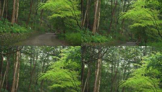 杭州云栖竹径春季清明节雨天古建筑自然唯美高清在线视频素材下载