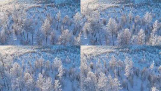 航拍林海雪原银色松林高清在线视频素材下载