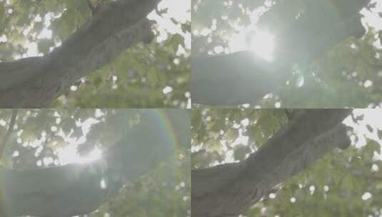 阳光传过树叶缝隙 冲光镜头高清在线视频素材下载
