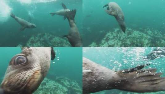 海狮 野生动物 户外 动物 海底高清在线视频素材下载