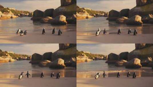动物身体部位 企鹅高清在线视频素材下载