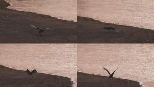 黑天鹅湖岸边起飞慢镜头高清在线视频素材下载