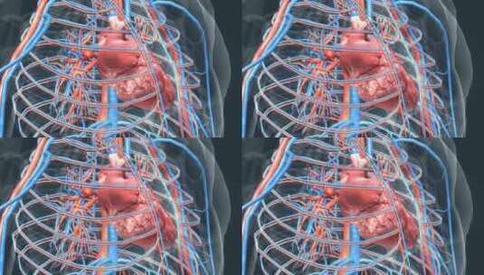 3D人体器官心脏心跳三维动画高清在线视频素材下载