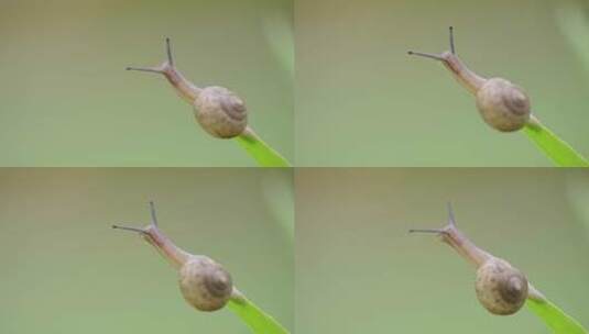 绿色自然小清新蜗牛爬行-立夏高清在线视频素材下载