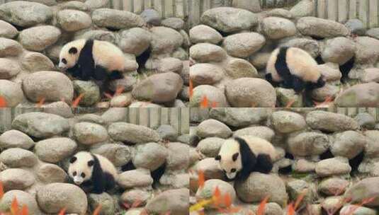 成都大熊猫繁育研究基地玩耍的大熊猫幼崽高清在线视频素材下载