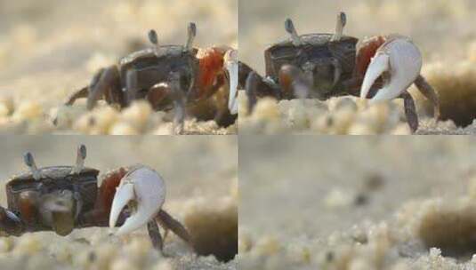 螃蟹吃沙子高清在线视频素材下载
