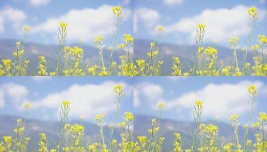 油菜花春天绿植植物生长高清在线视频素材下载