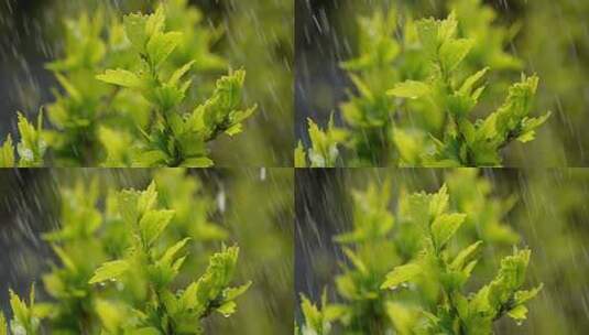 实拍下雨场景视频素材高清在线视频素材下载