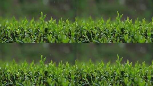 【4K】雨中茶叶摇摆高清在线视频素材下载